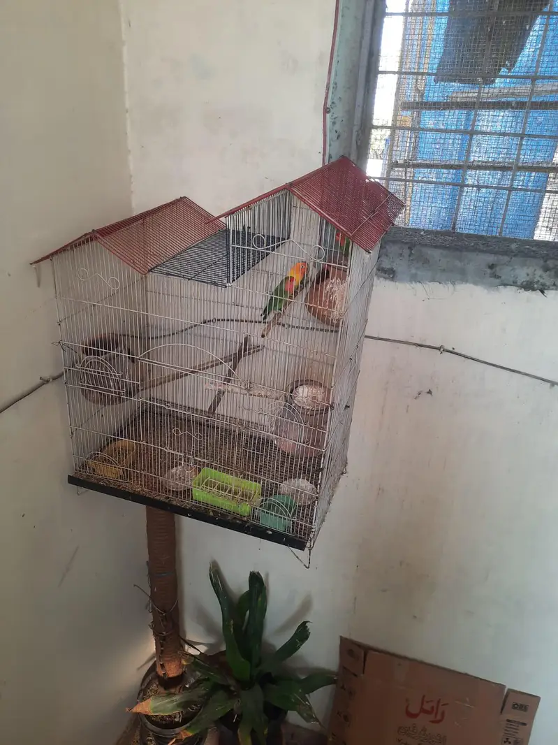 10 parrot  — photo 2