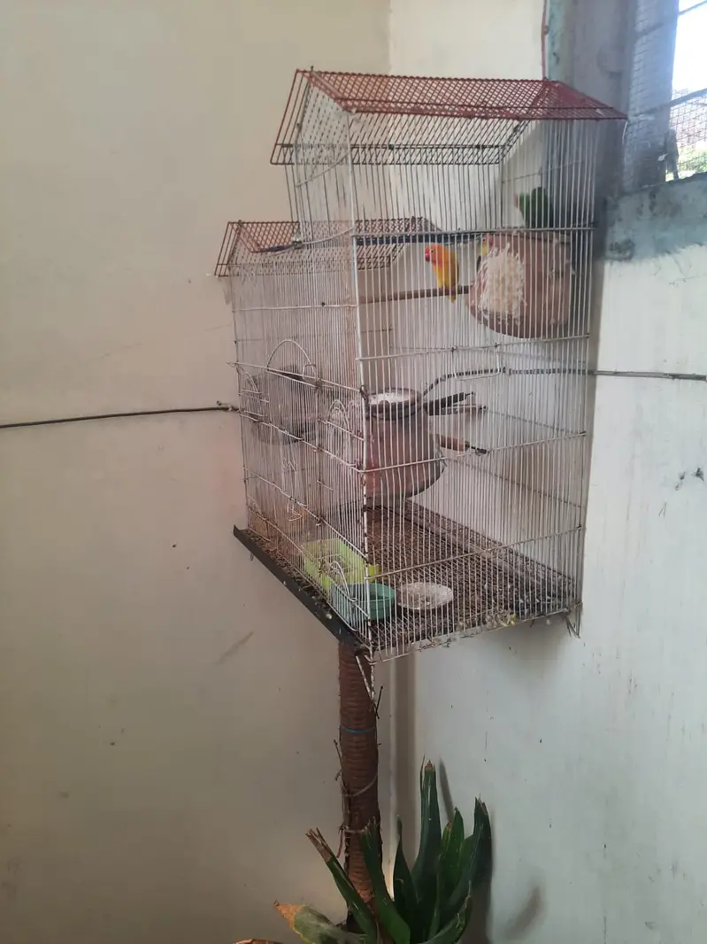 10 parrot  — photo 3