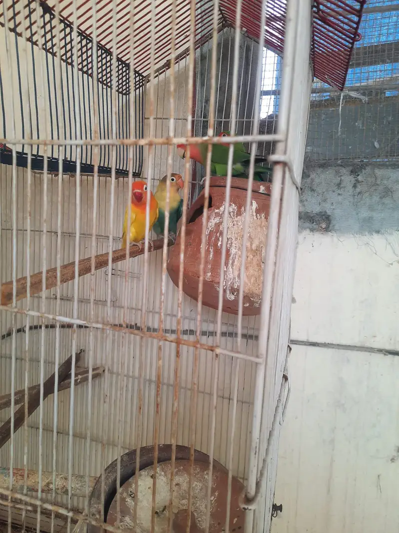 10 parrot  — photo 4