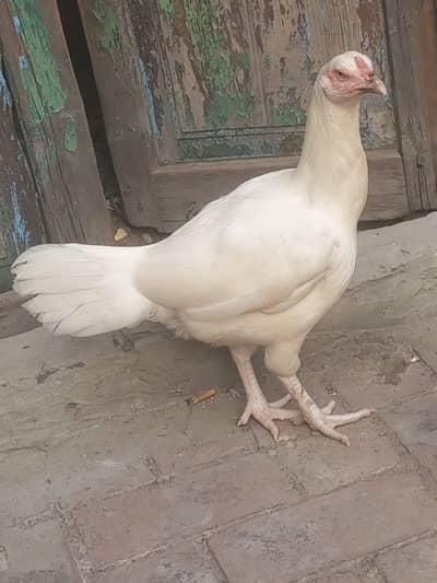 Pure Paper White Heera madi for sale | Breeder Female