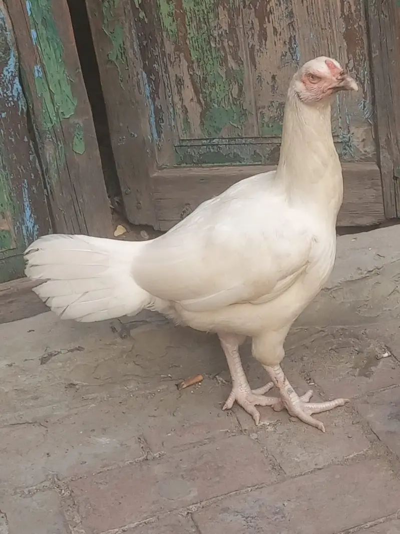 Pure Paper White Heera madi for sale | Breeder Female — photo 2