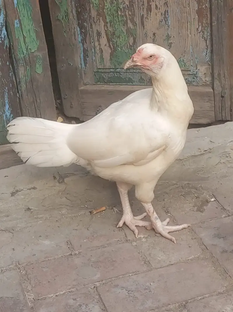 Pure Paper White Heera madi for sale | Breeder Female — photo 3