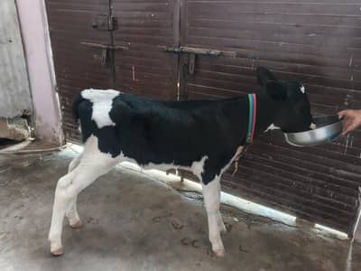 Australian baby bull