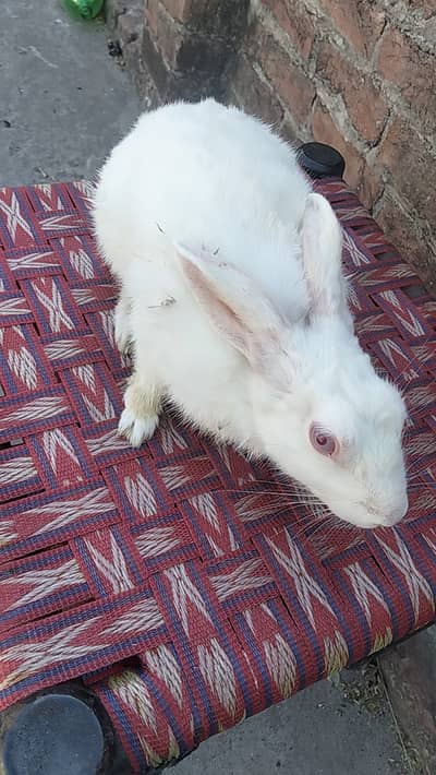 Red Eyes rabbit