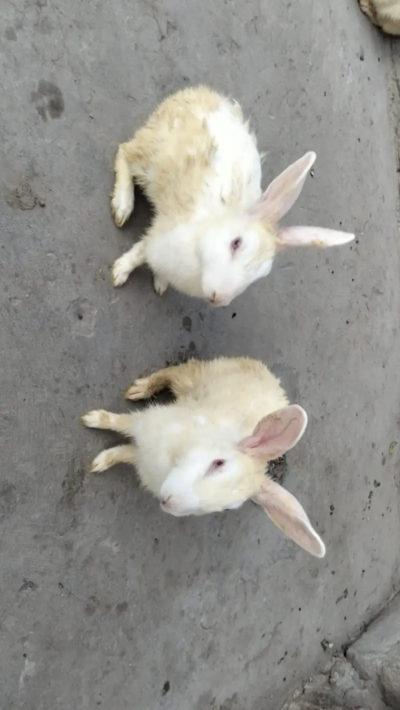Red Eyes rabbit — photo 2