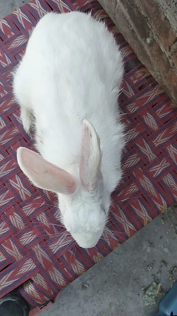 Red Eyes rabbit — photo 3