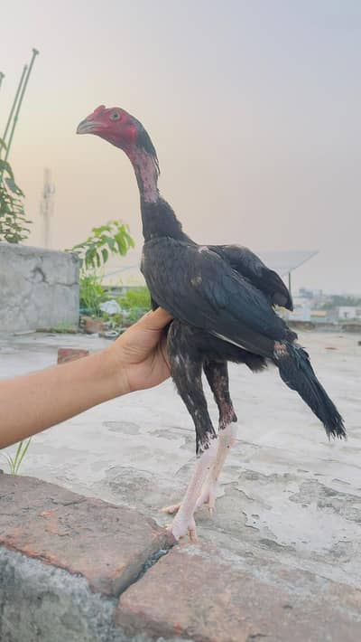 Aseel Pathay Mushka Lasani Pathi Patha Murga Murgi 03098573144