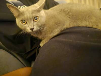 semi-persian grey colour litter trained healthy kitten 7 months old