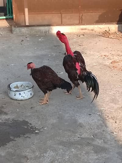 original aseel Madagascar pair