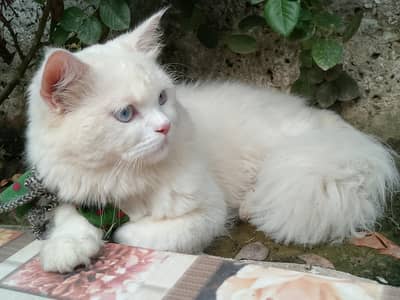 Turkish angora