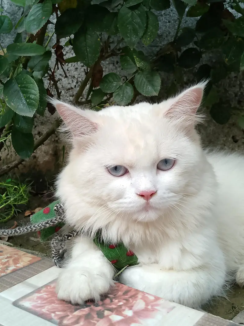 Persian Turkish angora — photo 2