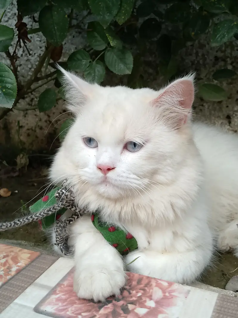 Persian Turkish angora — photo 3