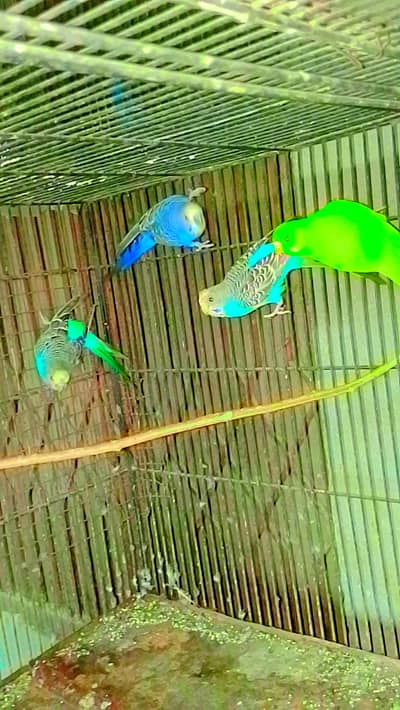 4 Healthy & Active Budgies / Australian Parrots (Different