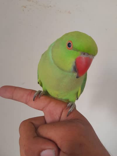0 bite hand train mitho male