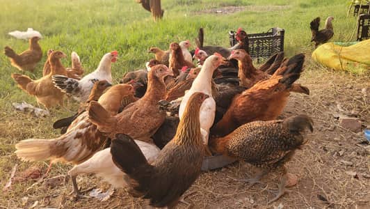Golden Misri Pathiya Patha Murgiya Murga Vaccinated Flock Available