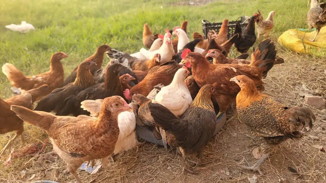 Golden Misri Pathiya Patha Murgiya Murga Vaccinated Flock Available — photo 3