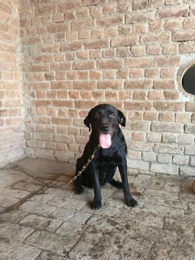 lab female dog.