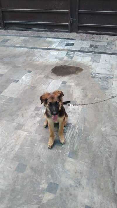 GSD. Puppy