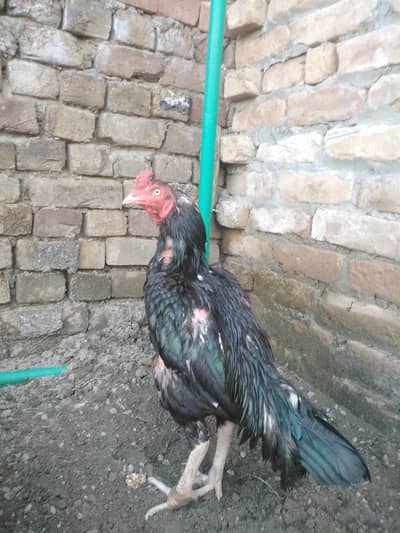 high quality mushka birds only serious buyer contact