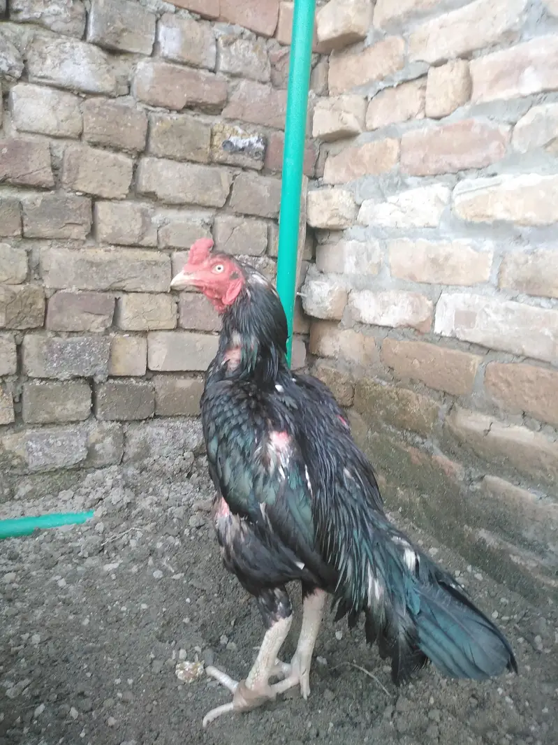 high quality mushka birds only serious buyer contact