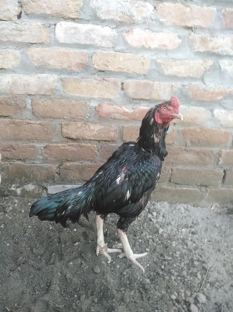 high quality mushka birds only serious buyer contact — photo 2