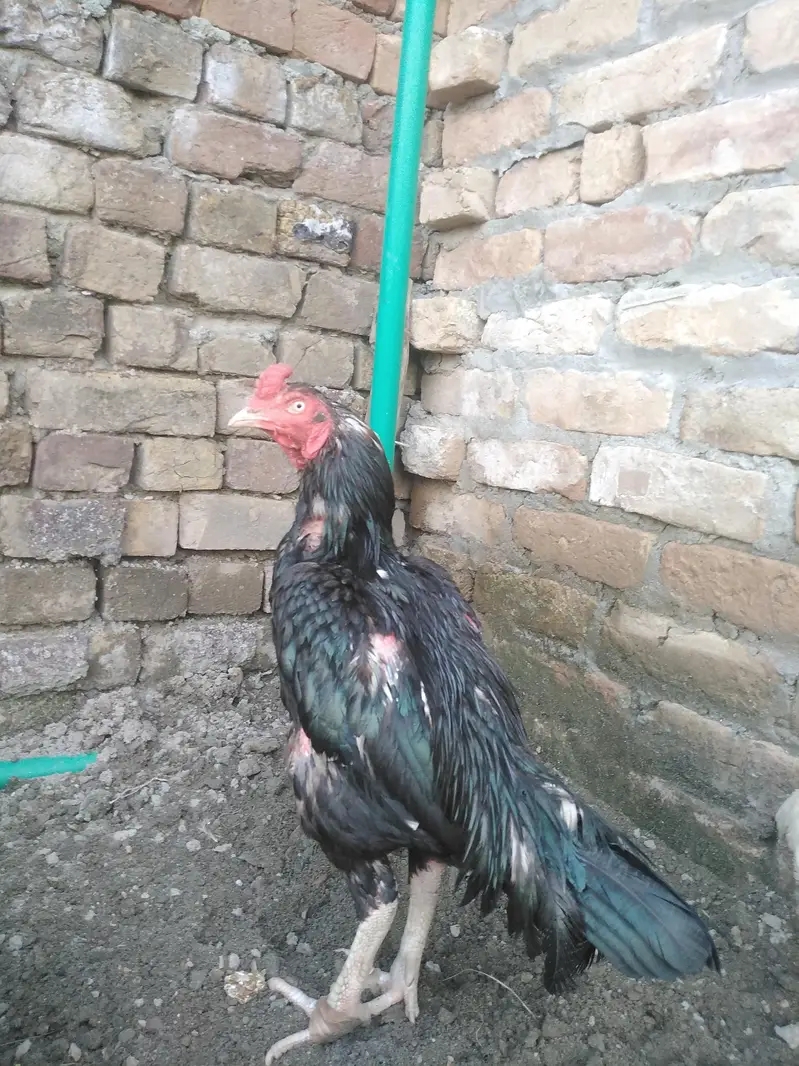 high quality mushka birds only serious buyer contact — photo 3