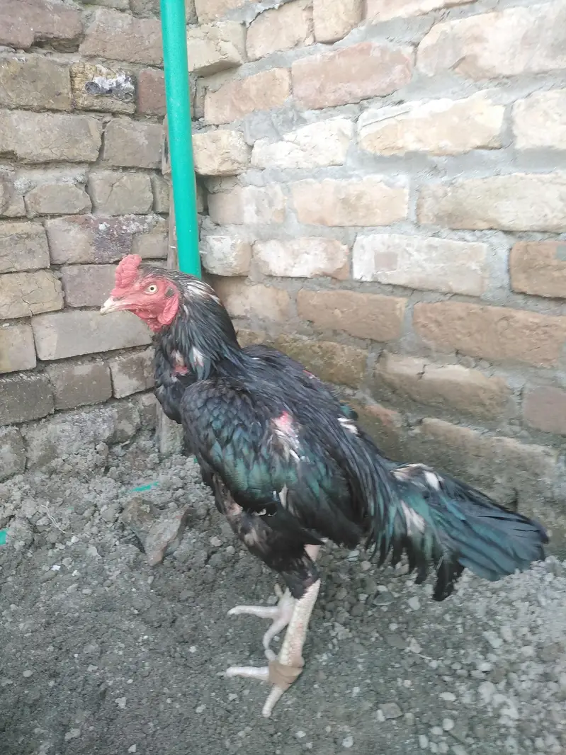 high quality mushka birds only serious buyer contact — photo 4