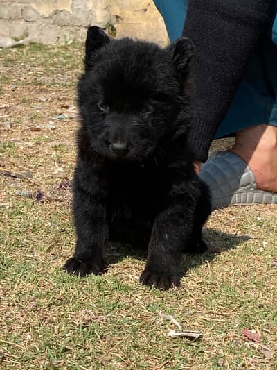 German shepherd Puppy | Long Coat Black German Pupps | GSD Pupps