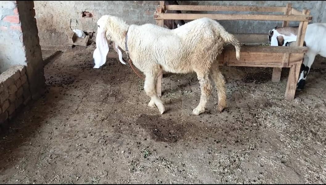 کجلی بھیڑ ھے اچھی نسل کی ھے 1