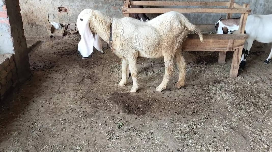 کجلی بھیڑ ھے اچھی نسل کی ھے 2