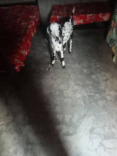 khera Bakra khasi ha qurbani k lia best h