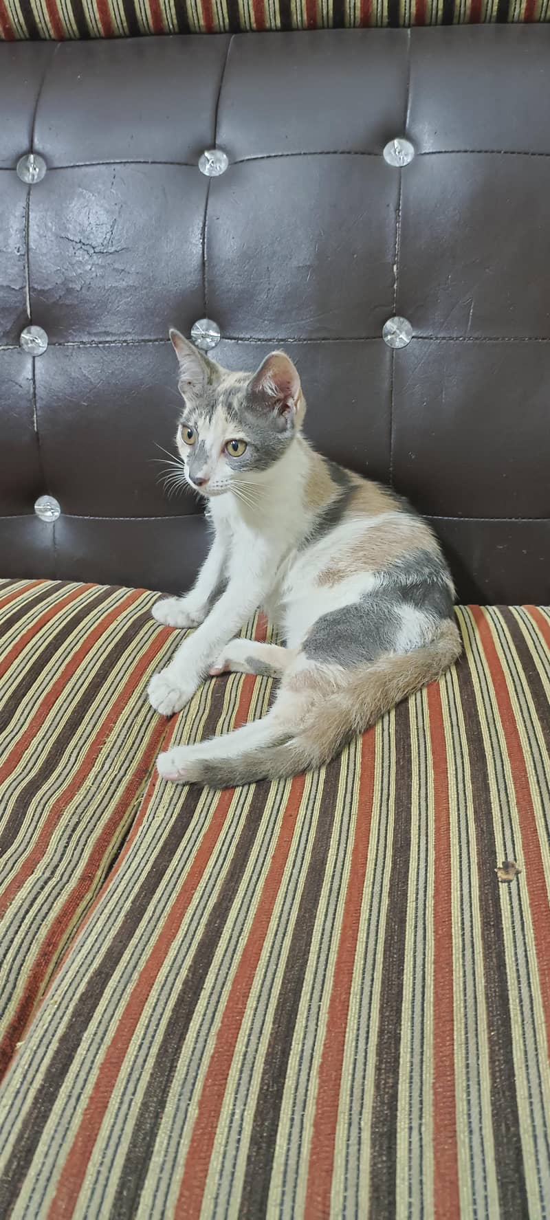 Kittens for Adoption 0