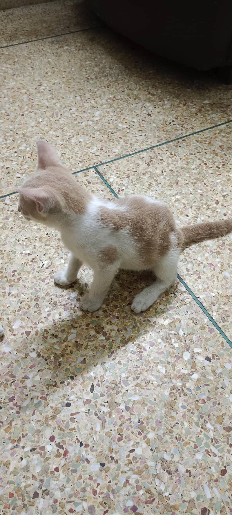Kittens for Adoption 5