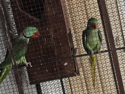 breeder raw parrot