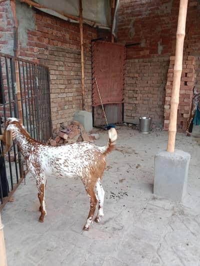 Makhi Cheeny Dono Male