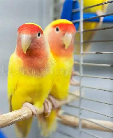 lovebirds