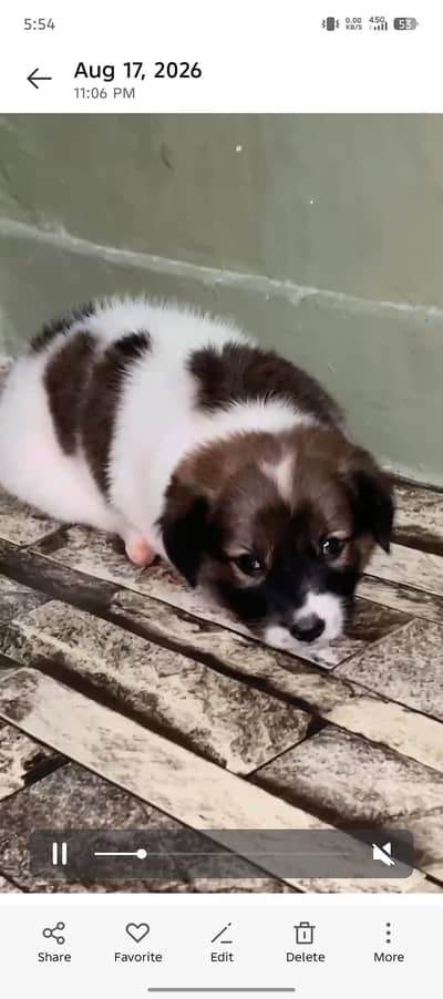 ppy Thai Bangkaew Dog breed