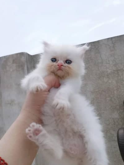 Cute and healthy kitten available fully healthy and active 