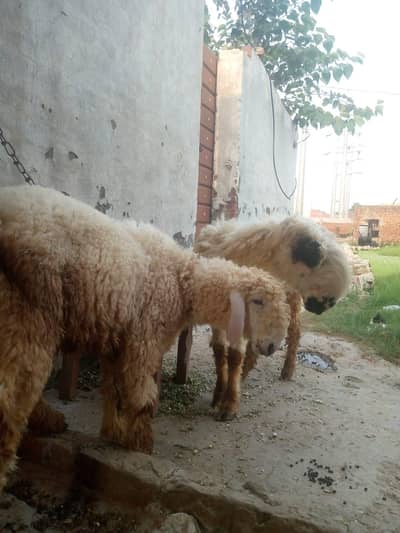mundr bhairi or bacha cross me hai