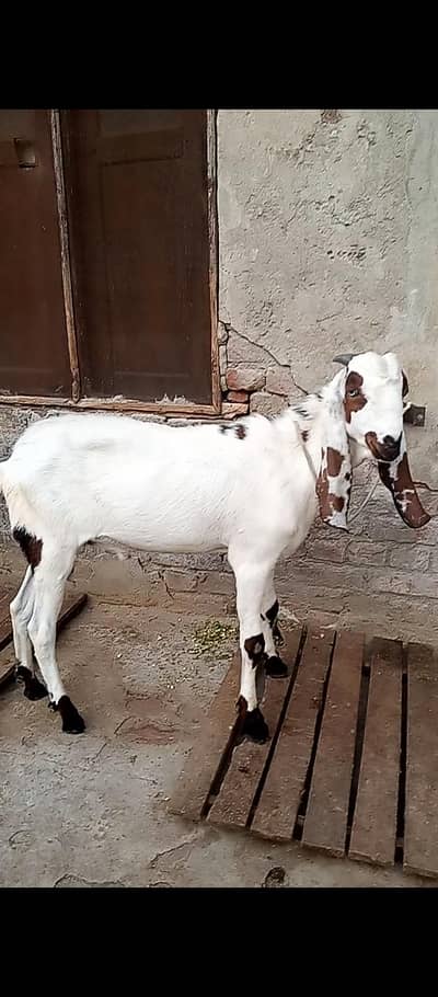 white Wala Bakra ha brown wali bakri ha