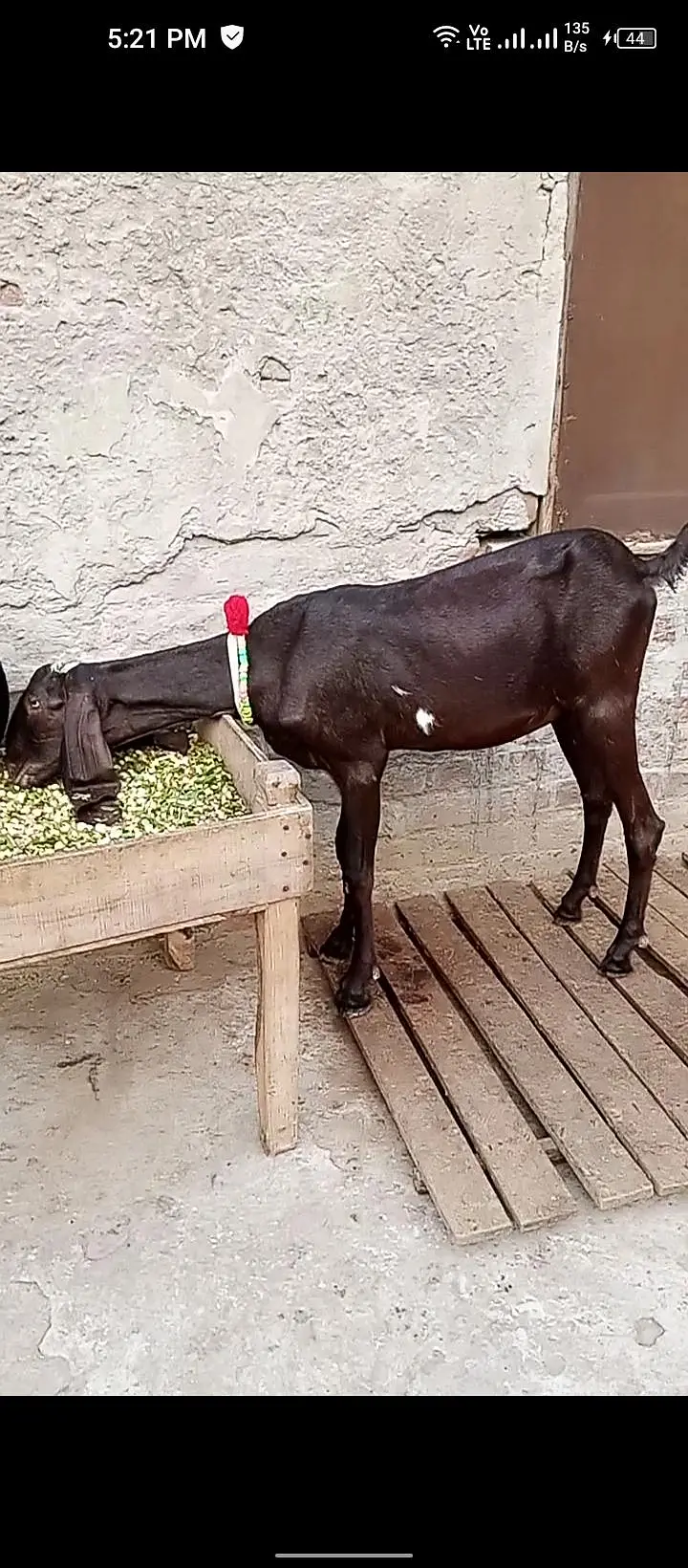 white Wala Bakra ha brown wali bakri ha — photo 2