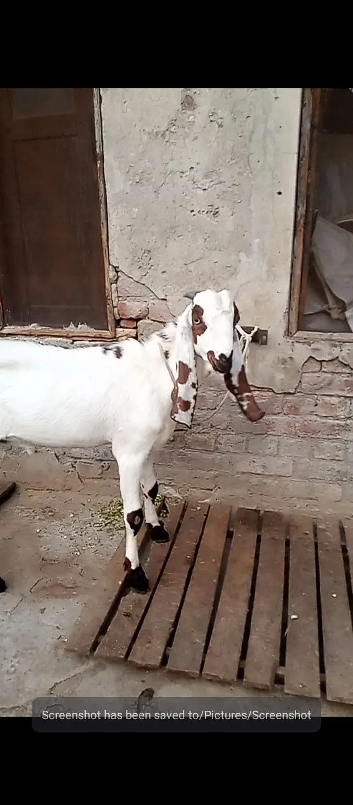 white Wala Bakra ha brown wali bakri ha — photo 3