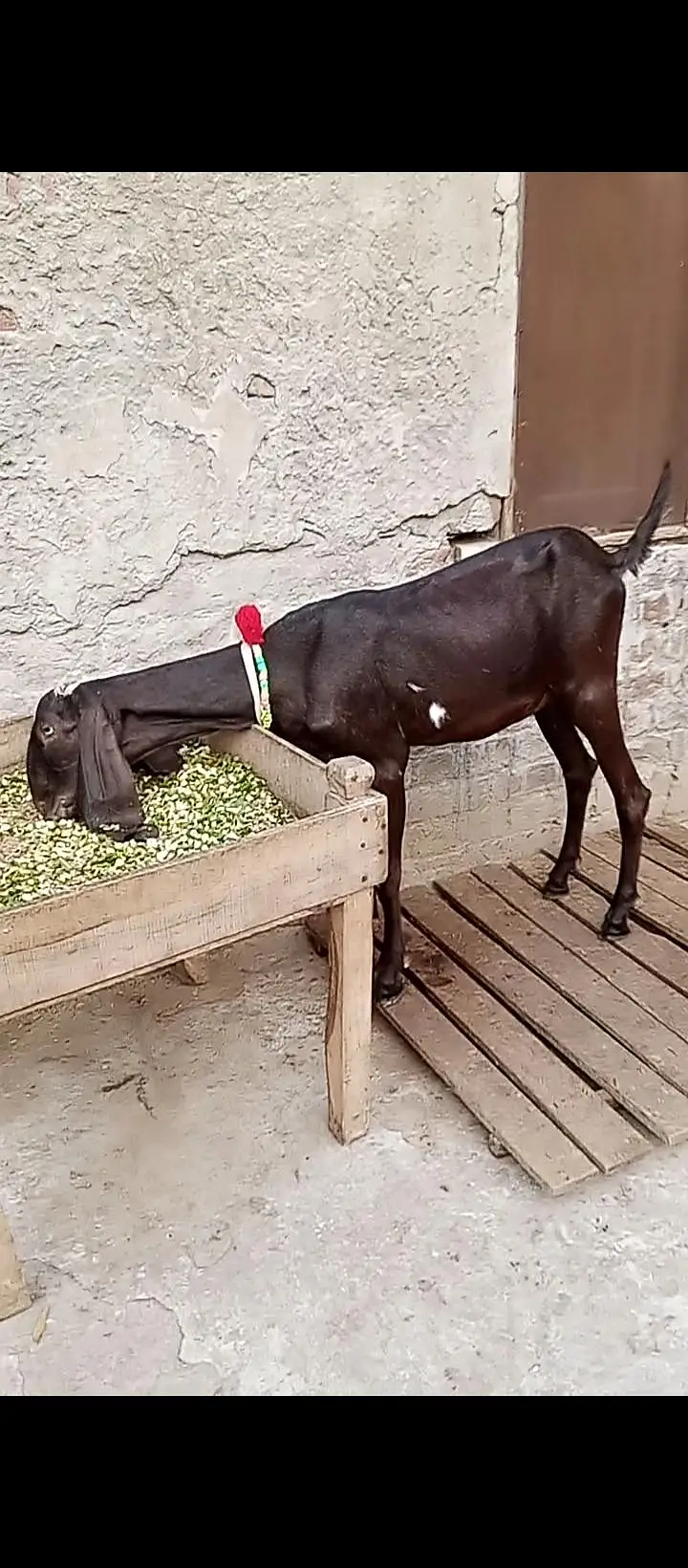 white Wala Bakra ha brown wali bakri ha — photo 4