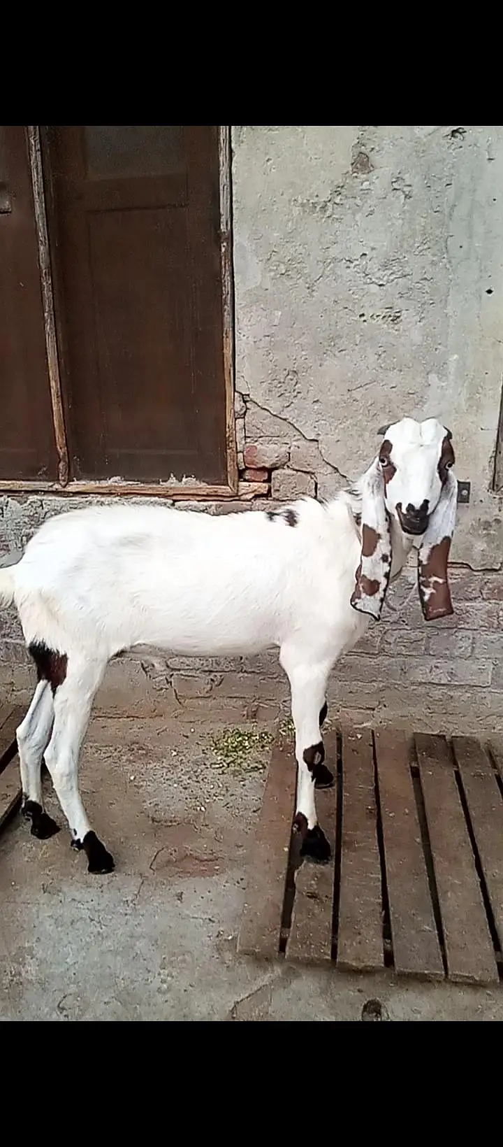 white Wala Bakra ha brown wali bakri ha — photo 5