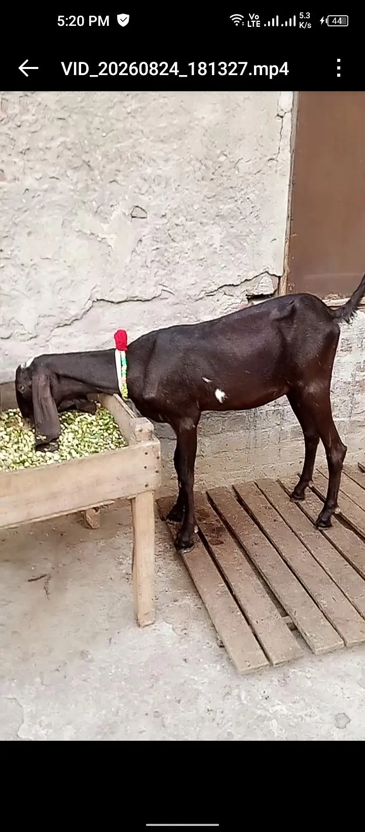 white Wala Bakra ha brown wali bakri ha — photo 6