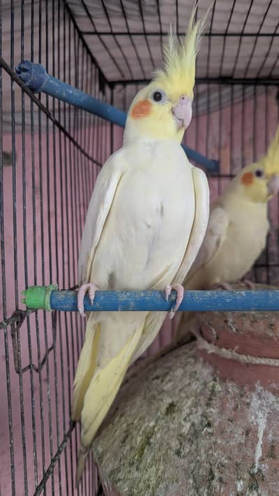 cockatiel bird pair 8000 price mein kami hojaygi urgent sale