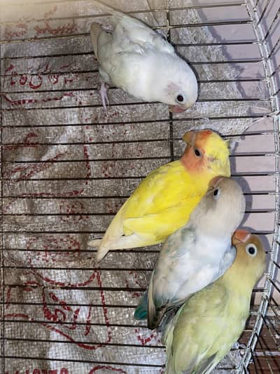 4 lovebirds split parblue opline