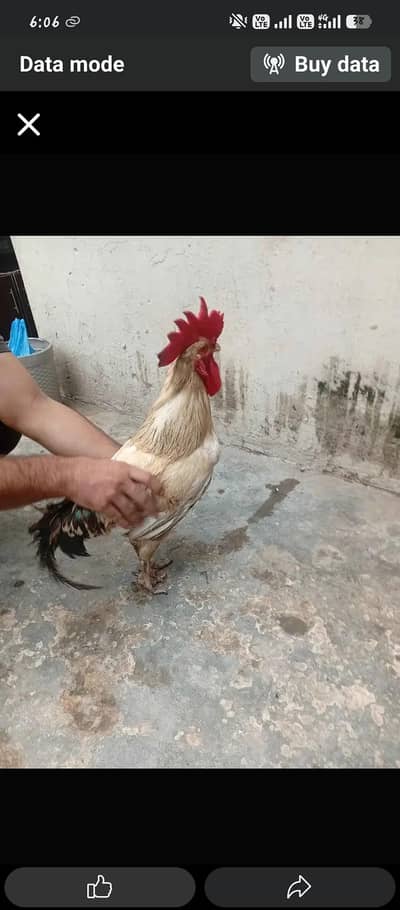 Desi Murga ghr ka