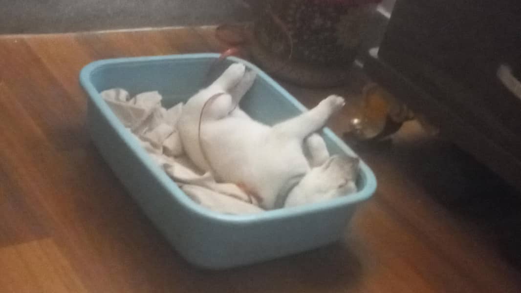 labrador 0