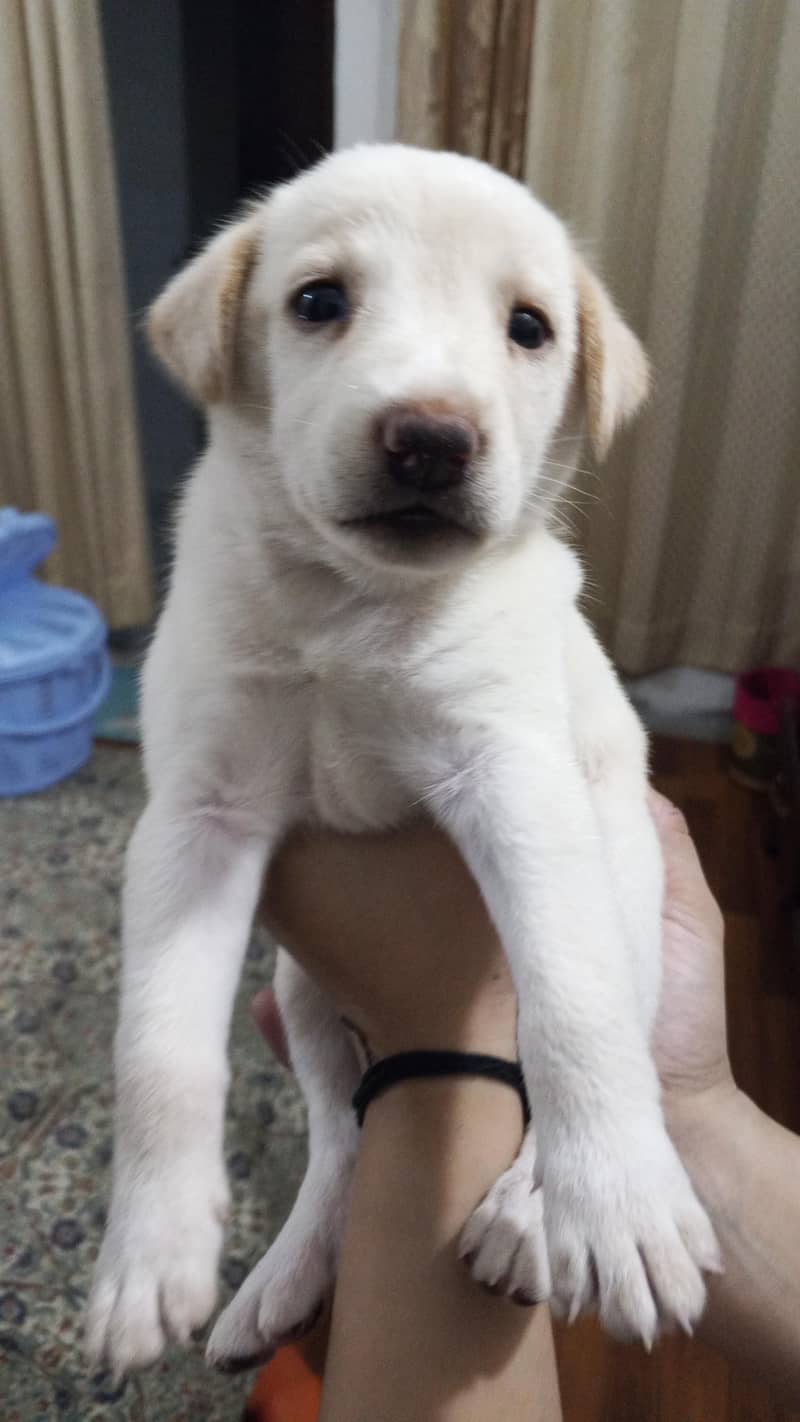 labrador 1
